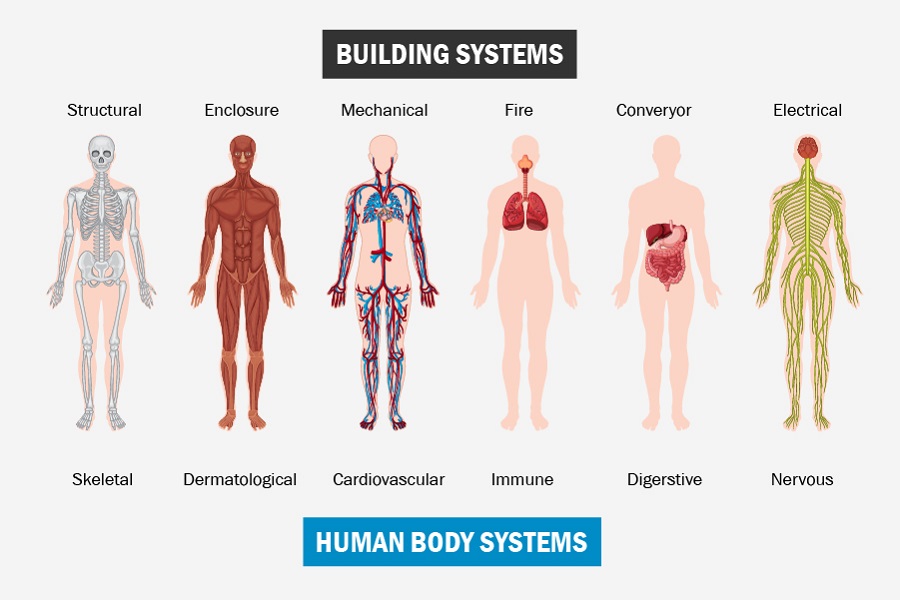 Architectural Anatomy: How Building Systems Mirror Human Body Functions